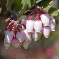 Pointleaf Manzanita, Arctostaphylos pungens